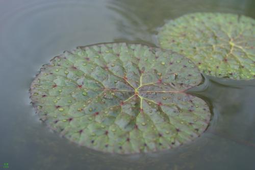 芡實