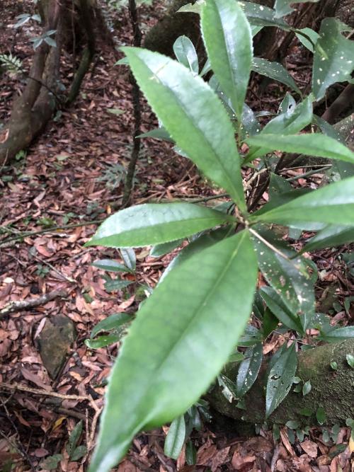 烏皮茶