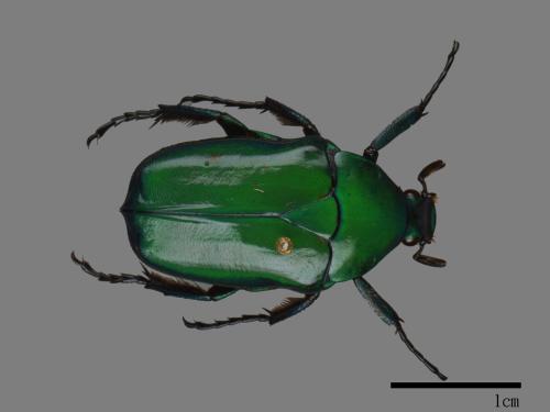 Anomalocera olivacea[細腳騷金龜][00081285]