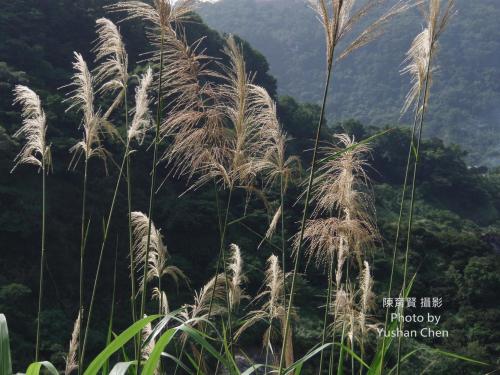 五節芒 五節芒