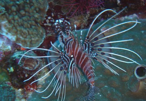 Pterois antennata@fishdb-media-4612