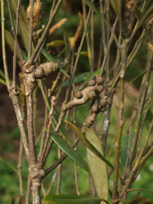 Saphonecrus taitungi 所寄生的蟲癭