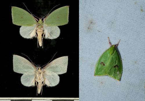 TE0_4796+Tyana+falcata.jpg TE0_4796+Tyana+falcata.jpg