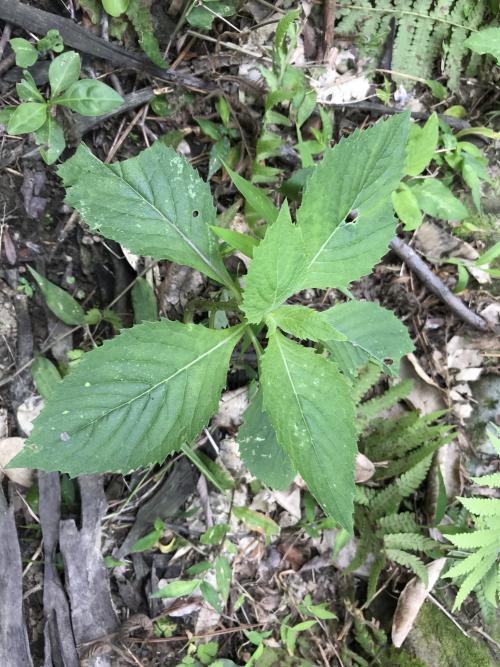 野茼蒿