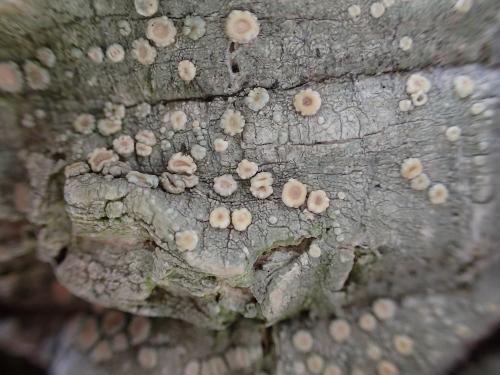 Ochrolechia trochophora(幹生肉疣衣)