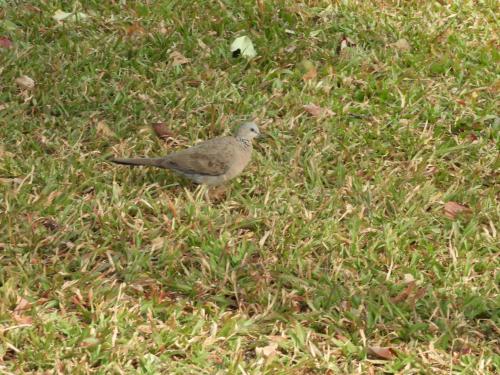 珠頸斑鳩 珠頸斑鳩