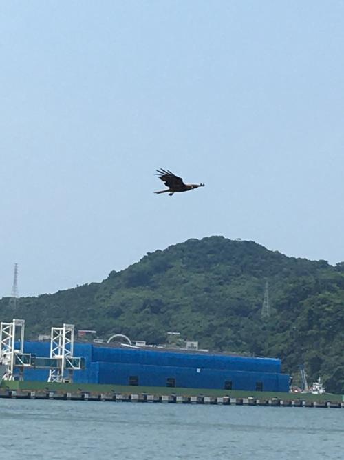 黑鳶 黑鳶