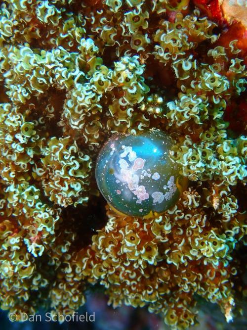 sailor's eyeball alga sailor's eyeball alga