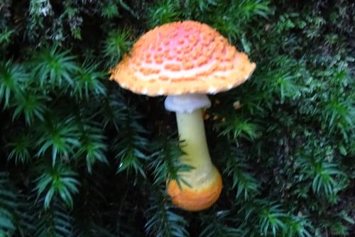 紅鵝膏菌 紅鵝膏菌