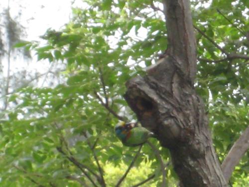 五色鳥 五色鳥