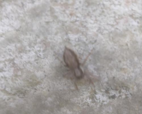 雙帶扁蠅虎