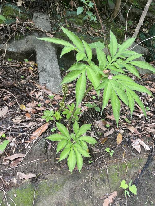 臺灣魔芋 臺灣魔芋