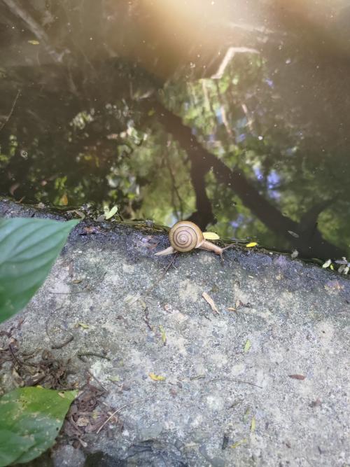 小菱蝸牛 小菱蝸牛
