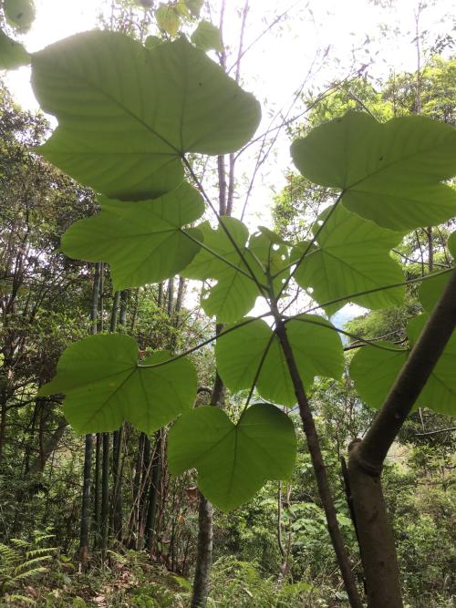 油桐 油桐
