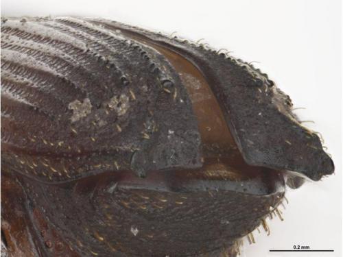Euplatypus parallelus (Fabricius, 1801) Euplatypus parallelus (Fabricius, 1801)
