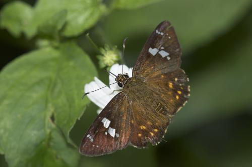 20091006_345464_Celaenorrhinus pulomaya formosanus_a.jpg