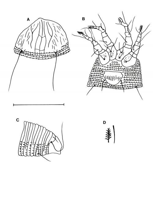 Aceria mikaniae (Nalepa, 1918) Aceria mikaniae (Nalepa, 1918)
