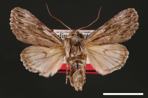 Speidelia formosa[00001630]