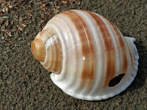 banded tun snail