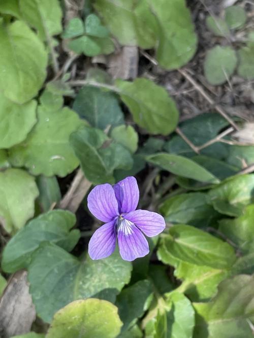短毛堇菜