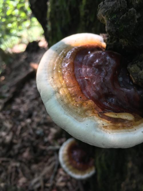 熱帶靈芝 熱帶靈芝