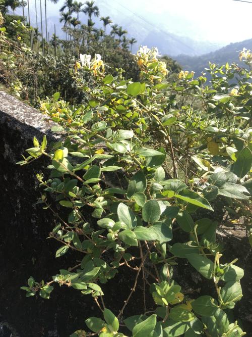 金銀花 金銀花