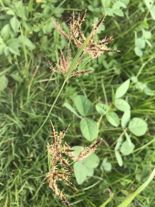 香附子 (香頭草) 香附子 (香頭草)