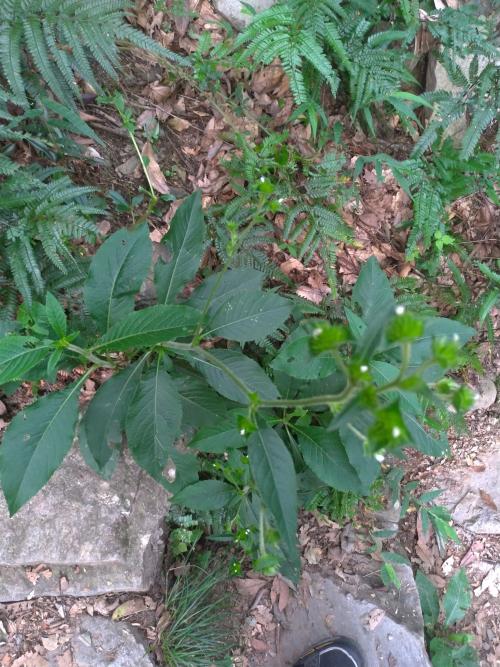 地膽草