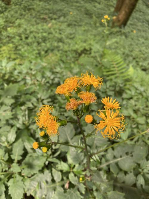 黃花三七草