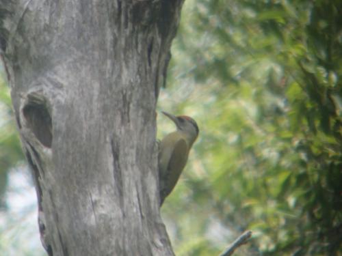 Picus canus tancolo