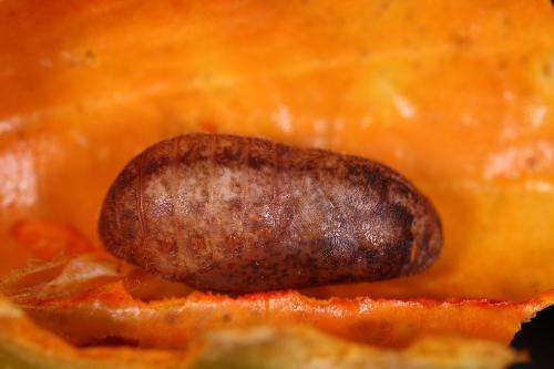 20090930_345695_Artipe eryx horiella_p.jpg