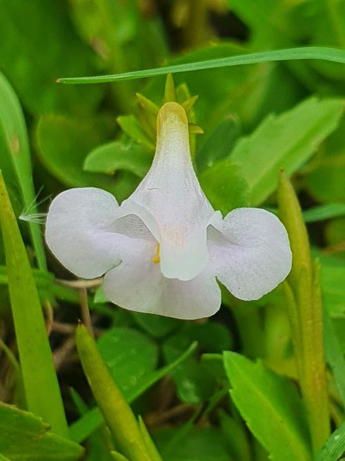 泥花草 泥花草