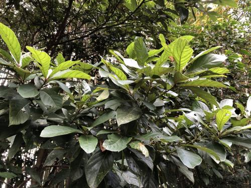臺灣雅楠 臺灣雅楠