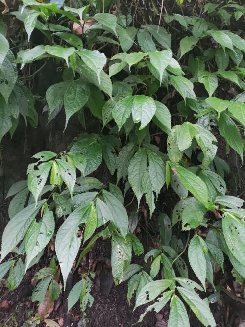 闊葉樓梯草