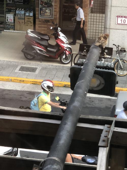 麻雀