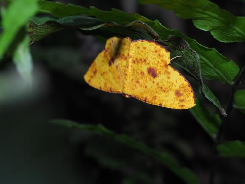 雌黃粉尺蛾 雌黃粉尺蛾