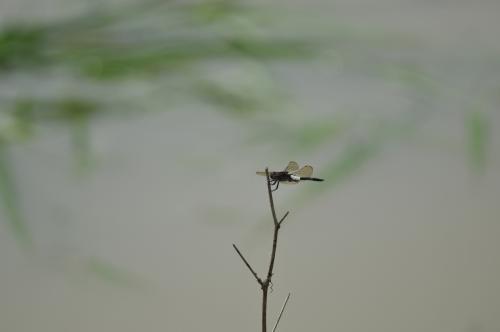 玉帶蜻 玉帶蜻