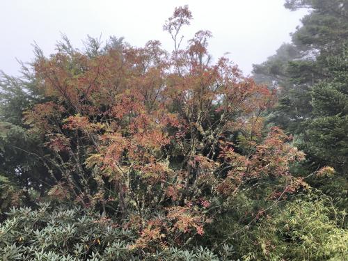 巒大花楸 巒大花楸