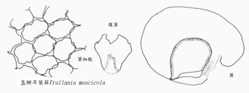 盔瓣耳葉蘚