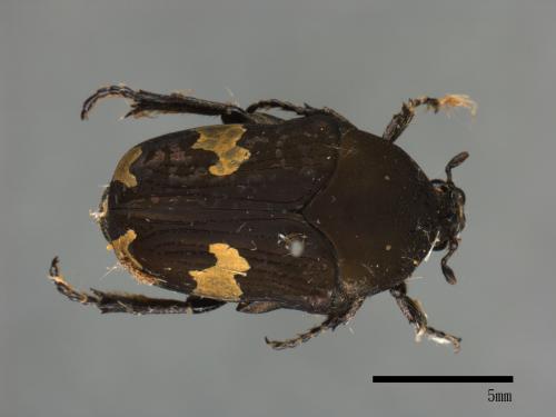 Clinteria aeneofusca[灰斑擬黑花金龜][00081562]