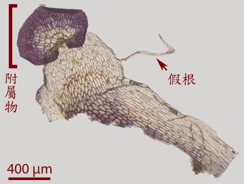 蛇蘚