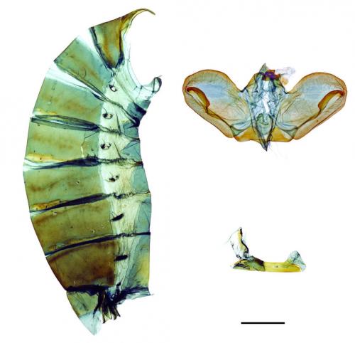 Papilio bianor kotoensis Sonan, 1927 翠鳳蝶蘭嶼亞種