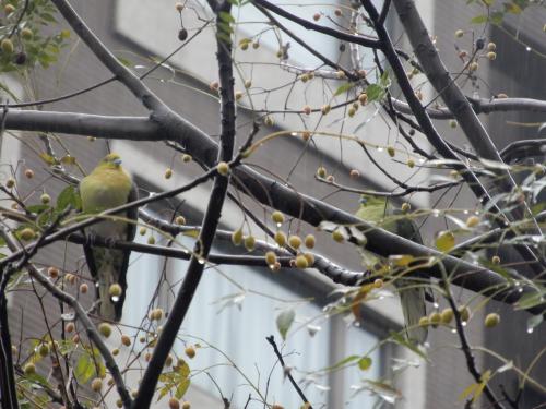 綠鳩