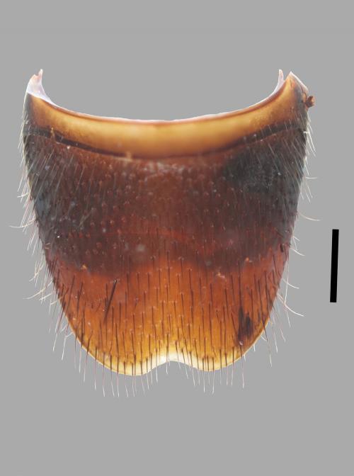 Platydracus-juang_sternite8_male Platydracus-juang_sternite8_male