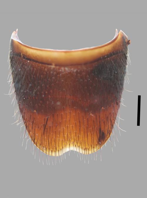 Platydracus-juang_sternite8_male