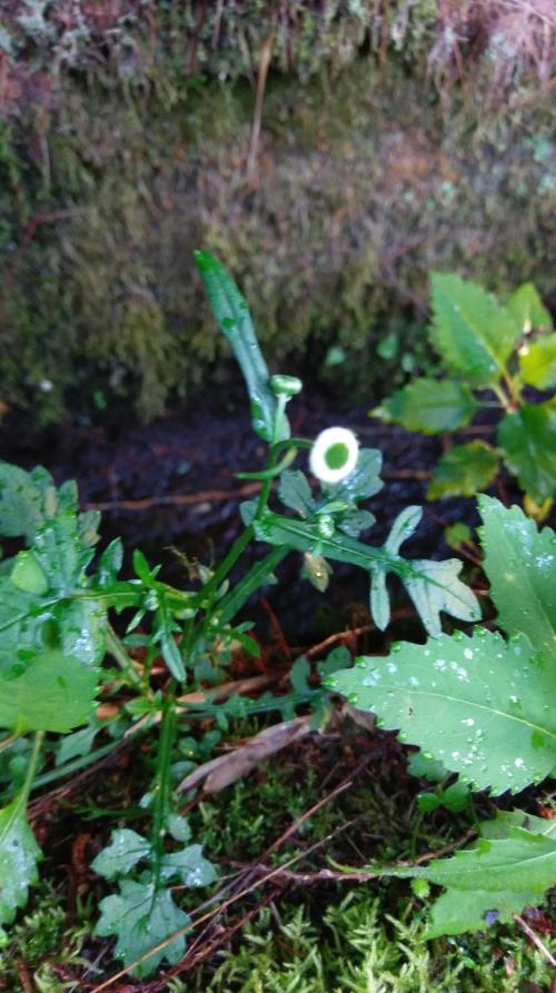矮菊