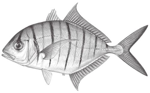 Gnathanodon speciosus@Jheng1272 Gnathanodon speciosus@Jheng1272