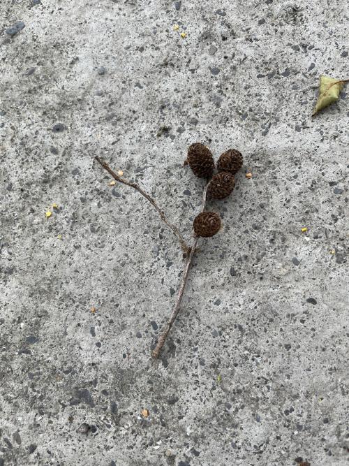台灣赤楊 台灣赤楊