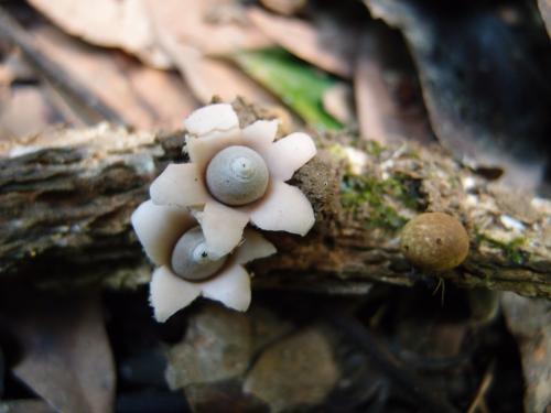 Geastrum mirabile(木生地星) Geastrum mirabile(木生地星)