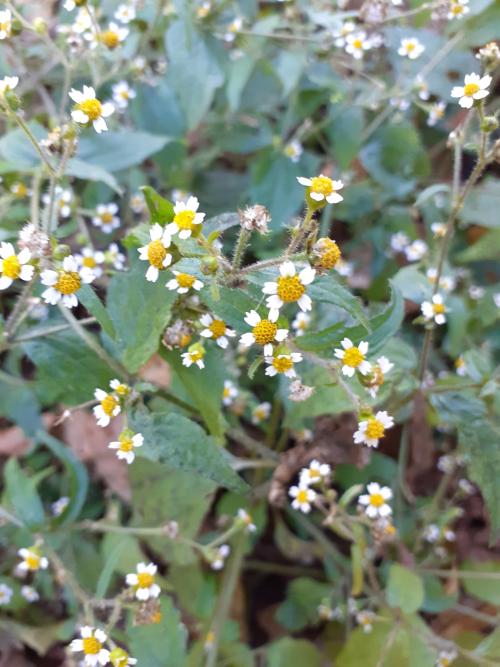 粗毛小米菊 粗毛小米菊